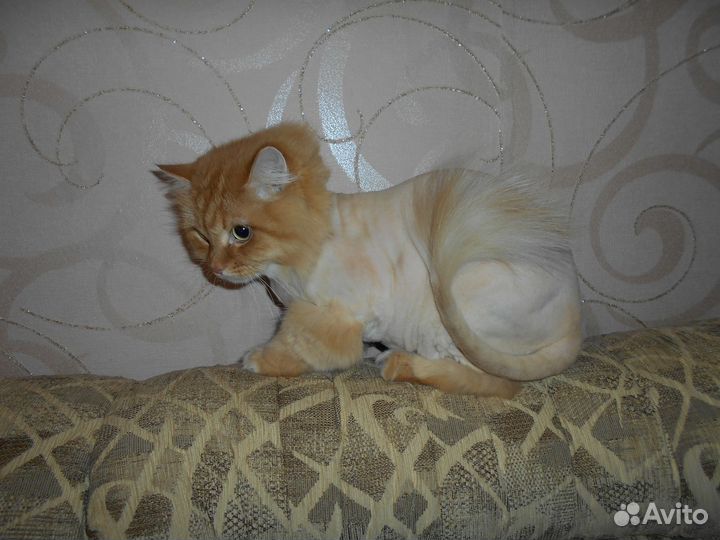 Стрижка кошек,собак,йорков,кастрация котов, выезд