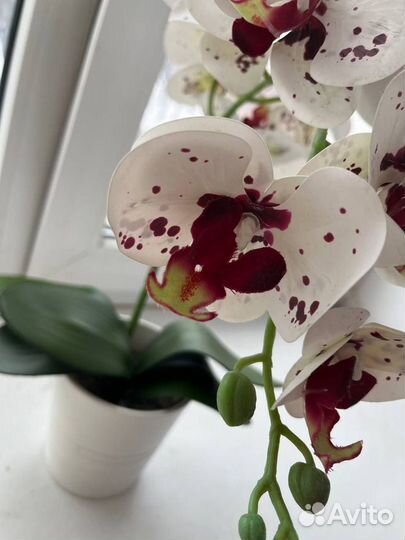 Орхидея дендробиум искусственный
