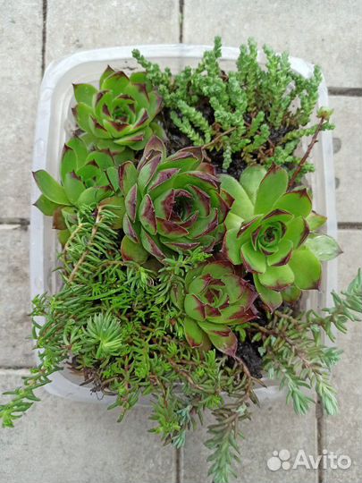 Набор почвопокровных суккулентов