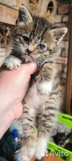 Котёнок - тигрёнок