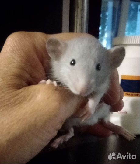 Крысята малыши