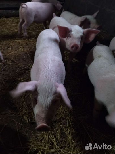 Поросенок крупно-белая