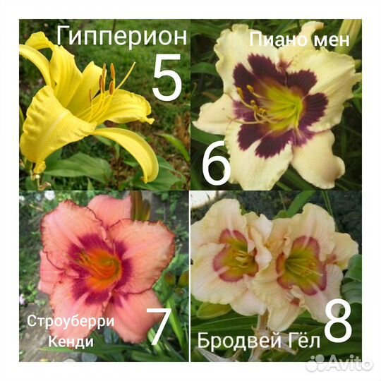 Лилейники