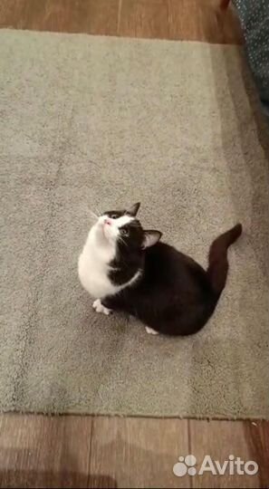 Маоышка Стелла