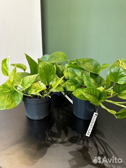 Эпипремнум разные