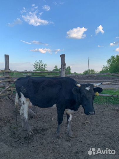 Коровы телки бычки