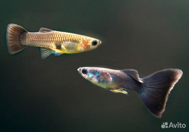Аквариумные рыбки гуппи