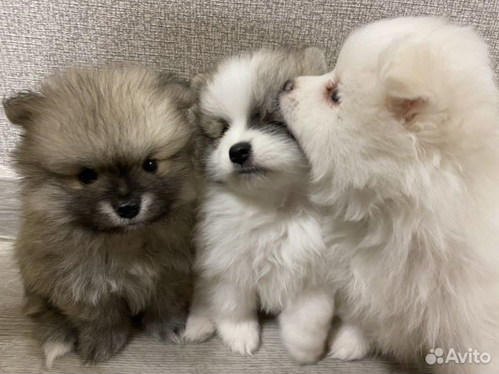 Померанский шпиц, вязка, кобель