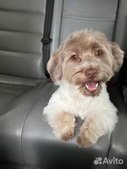 Гаванская болонка (хаванез) вязка