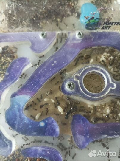 Муравьиная ферма