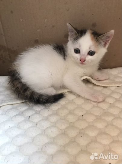 Котята в добрые руки даром