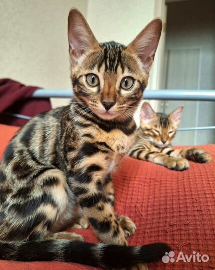 Бенгальский котенок девочка