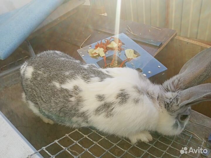 Кролики крупной мясной породы