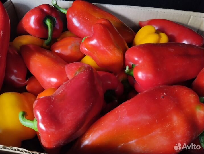 Помидор домашний