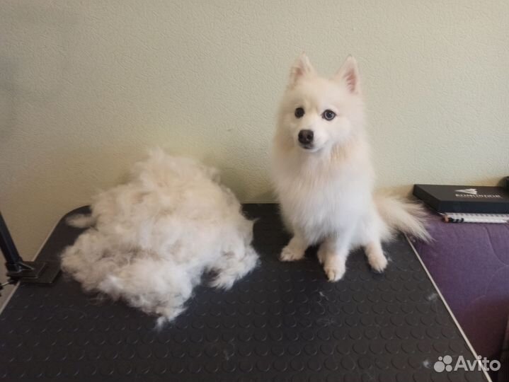 Грумер. Триминг, стрижка, экспресс линька