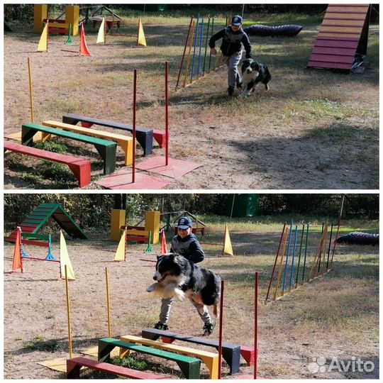 Дрессировка собак