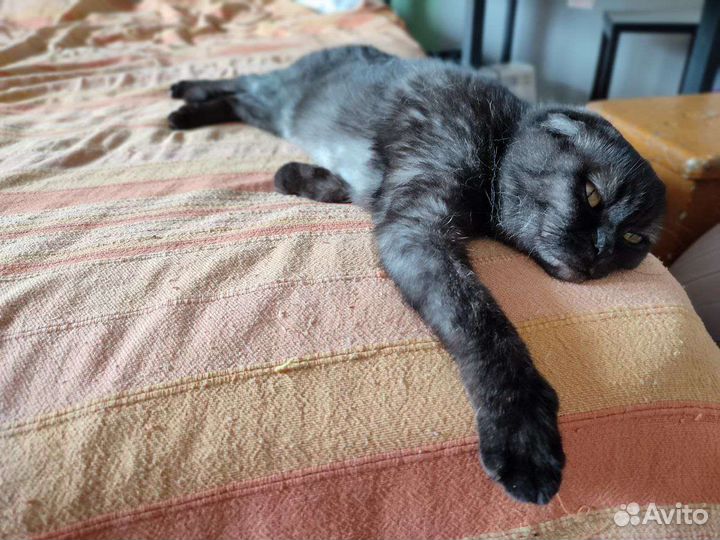 Шотландская вислоухая кошка бесплатно