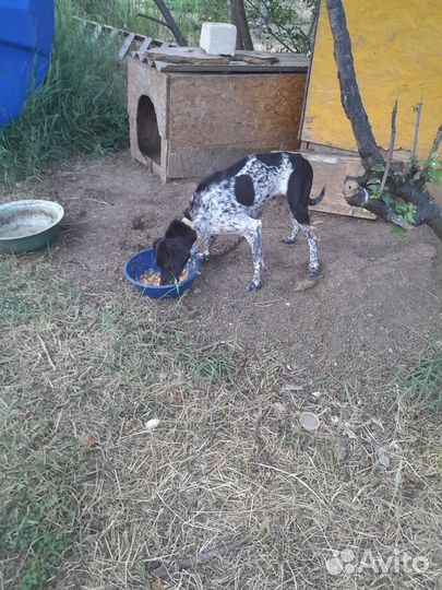 Щенки заботливым хозяивам