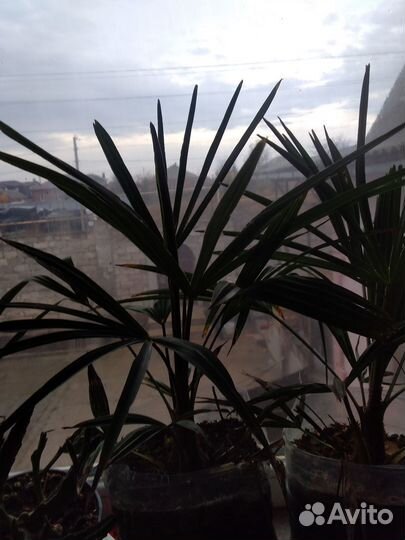 Вашингтония