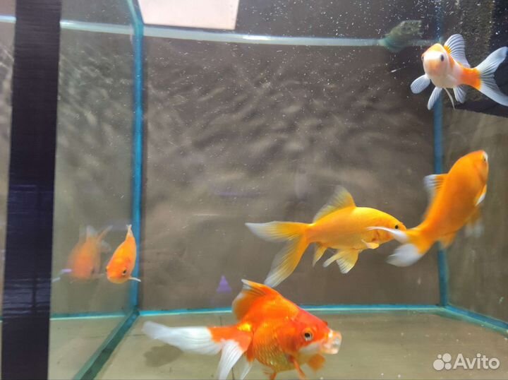 Аквариумные рыбки в ассортименте