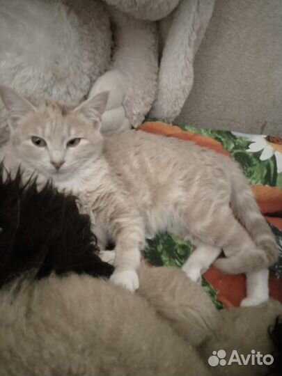 Котенок в добрые руки