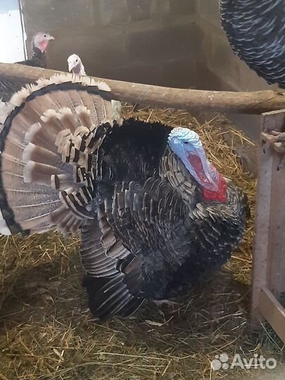 Индюки на племя