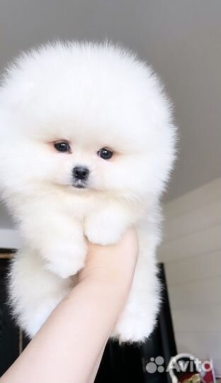 Просто красотка spitz pom