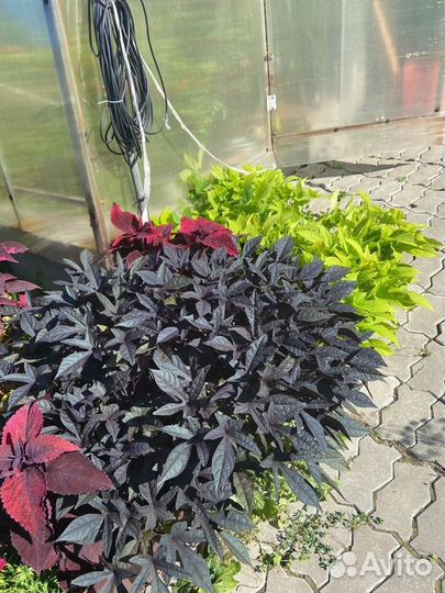 Ипомея батат