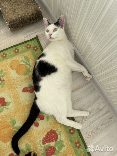 Кот годовалый, здоровый