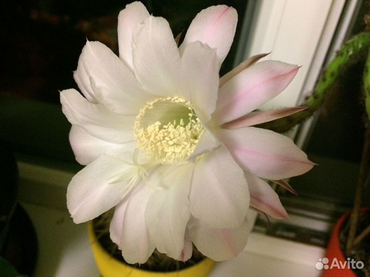 Кактус эхинопсис