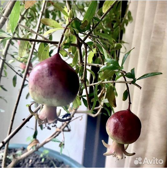 Гранат мини