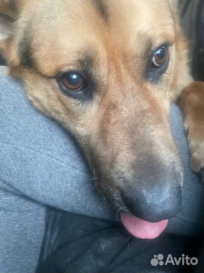 Собак по имени Шарик. Лучший друг