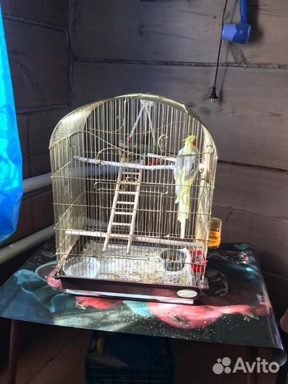 Попугай корелла с клеткой