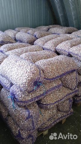 Чеснок на посадку Оптом