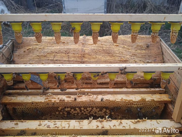 Пчеломатки среднерусской породы