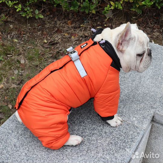 Одежда для собак
