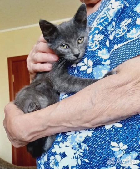 Котенок ищет дом