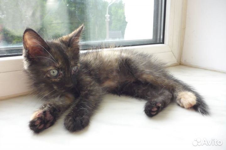 Котенок с особенностями