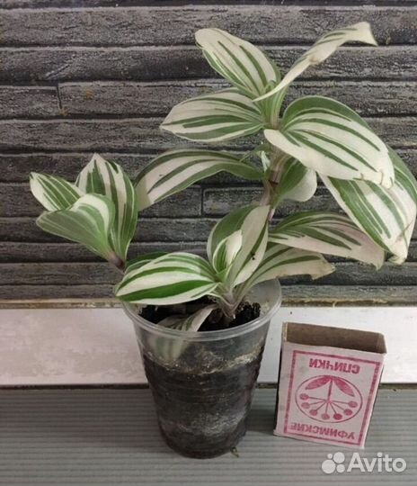 Традесканция белая