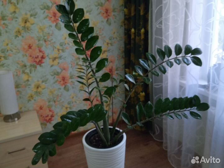 Замиокулькас