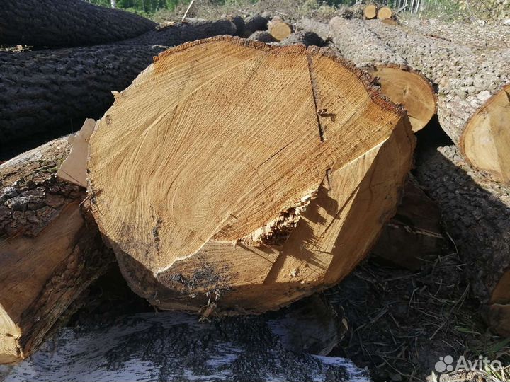 Дуб берёза липа