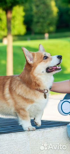 Щенки вельш-корги пемброк Краснодар
