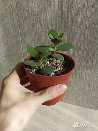 Крассула толстянка