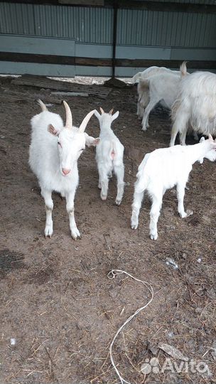 Зааненские козы дойные и козлята