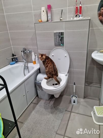 Бенгальский кот