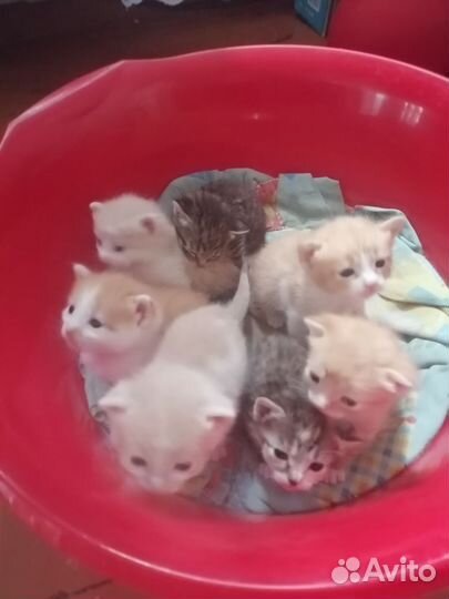 Британская кошка