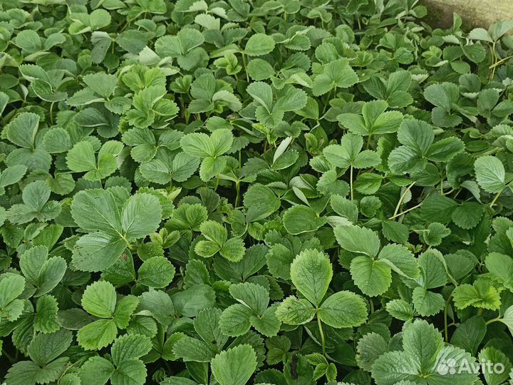 Рассада ремонтантной клубники