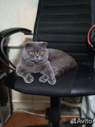 Шотландский кот вязка