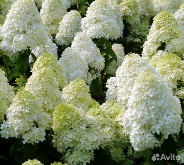 Гортензия метельчатая Полярный медведь