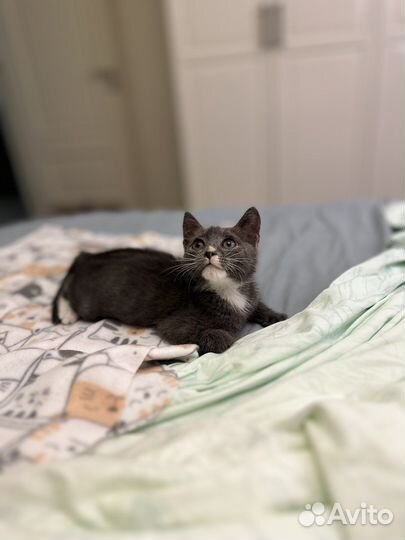 Котенок в дар бесплатно